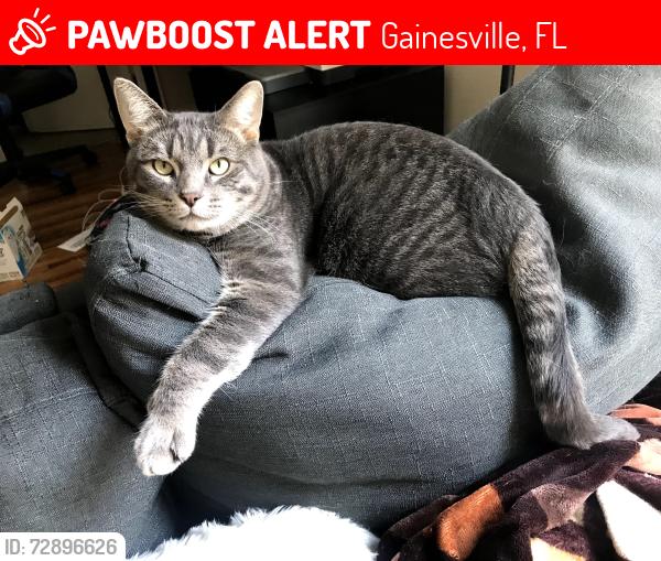Lost Male Cat last seen Near SW 75th St, Gainesville, FL 32608