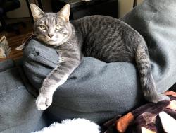 Lost Male Cat last seen Near SW 75th St, Gainesville, FL 32608