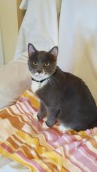 Lost Male Cat last seen Watkins Ford Rd and Highway 66, Kernersville, NC 27284