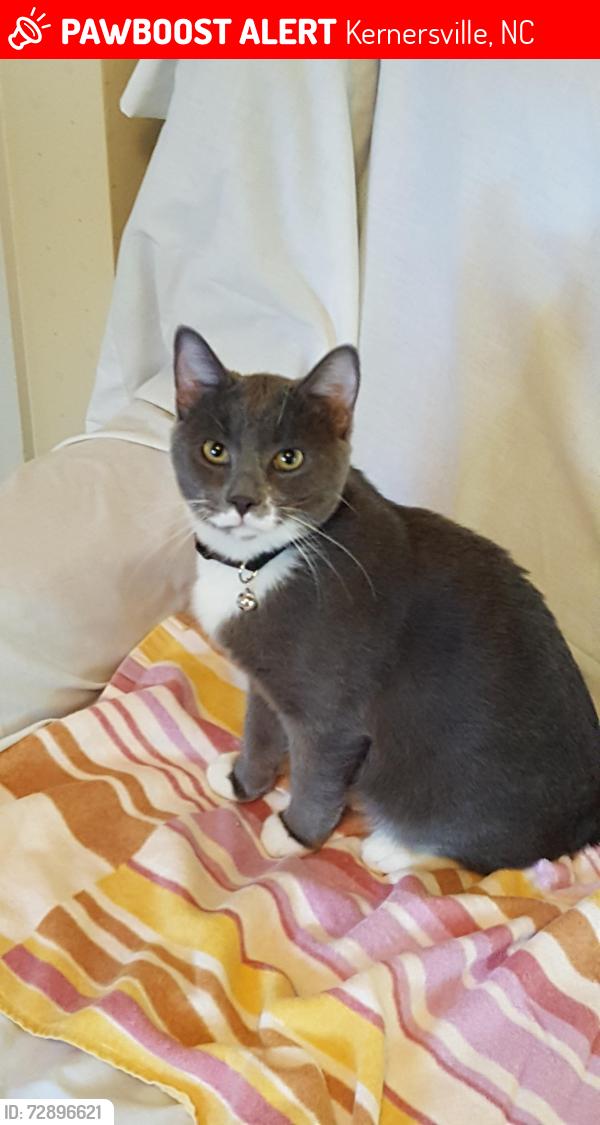 Lost Male Cat last seen Watkins Ford Rd and Highway 66, Kernersville, NC 27284