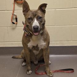 Shelter Stray Male Dog last seen , Norman, OK 73072