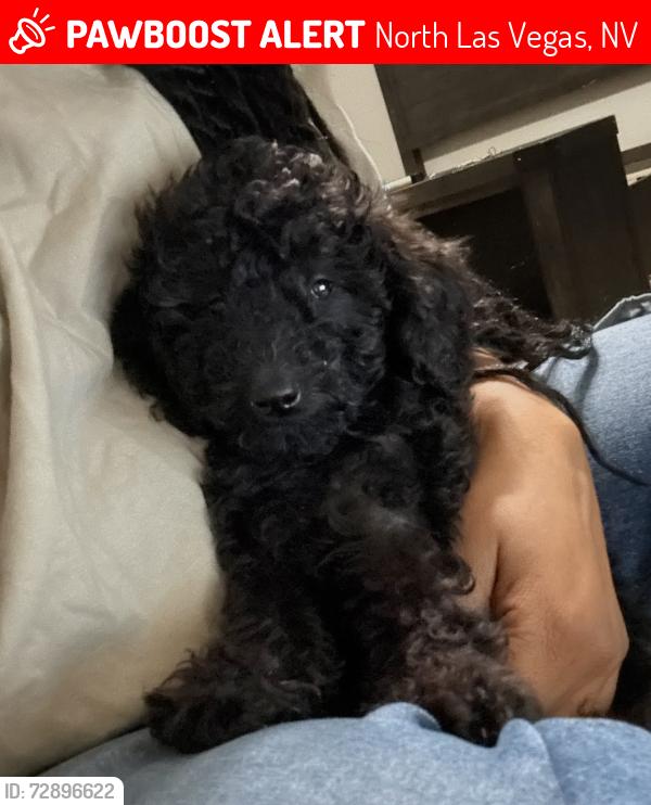 Lost Male Dog last seen Nantucket Clipper and Mohawk , North Las Vegas, NV 89031