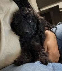 Lost Male Dog last seen Nantucket Clipper and Mohawk , North Las Vegas, NV 89031
