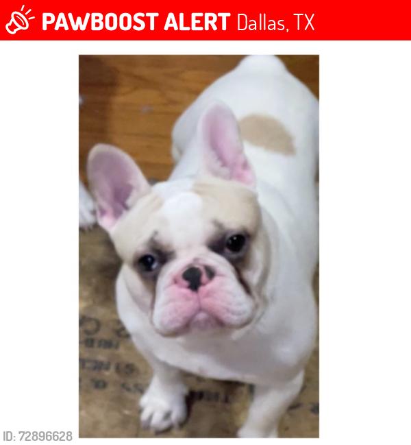Lost Male Dog last seen Near benbrook drive , Dallas, TX 75228