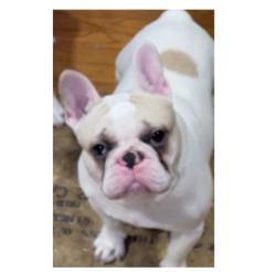Lost Male Dog last seen Near benbrook drive , Dallas, TX 75228