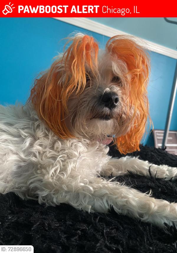 Lost Female Dog last seen 58th and Ada street , Chicago, IL 60636