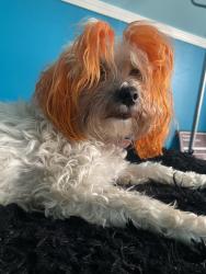 Lost Female Dog last seen 58th and Ada street , Chicago, IL 60636