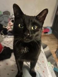 Reunited Male Cat last seen Edgerton & Reaney , Saint Paul, MN 55130