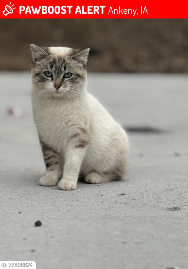 Lost Male Cat last seen Northeast 29th Street, Ankeny, IA 50021