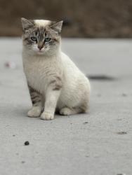 Lost Male Cat last seen Northeast 29th Street, Ankeny, IA 50021