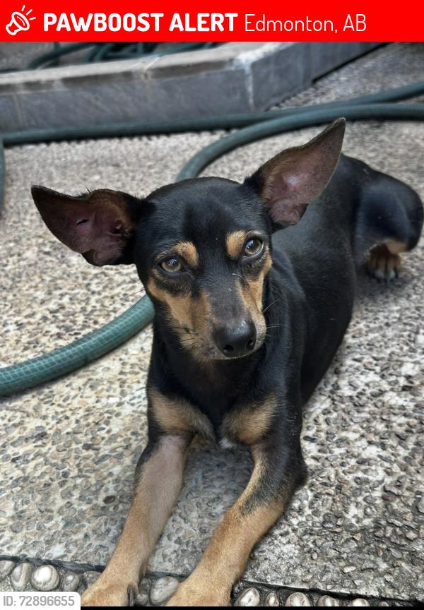 Lost Male Dog last seen Near street and 120 Ave , Edmonton, AB 
