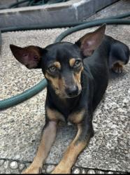 Lost Male Dog last seen Near street and 120 Ave , Edmonton, AB 