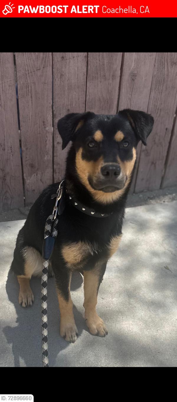 Lost Male Dog last seen 6th street , Coachella, CA 92236