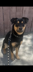 Lost Male Dog last seen 6th street , Coachella, CA 92236