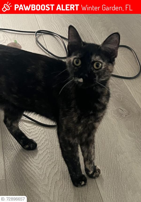 Lost Female Cat last seen Regal point neighborhood, Winter Garden, FL 34787