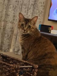 Reunited Female Cat last seen Briarwood circle NW and Beal parkway , Fort Walton Beach, FL 32548