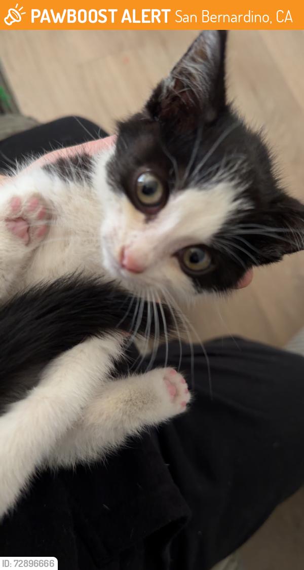Found/Stray Female Cat last seen Del rosa area, San Bernardino, CA 92401