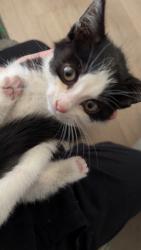 Found/Stray Female Cat last seen Del rosa area, San Bernardino, CA 92401