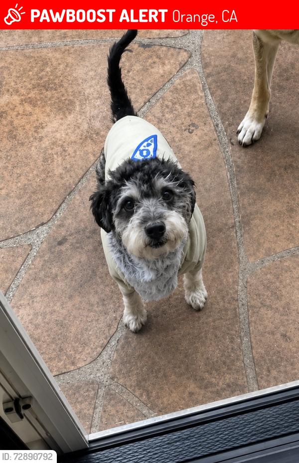 Lost Male Dog last seen S Esplanade and La Veta, Orange, Orange, CA 92869