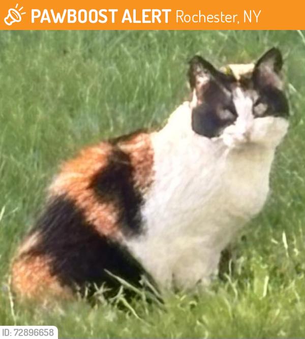 Found/Stray Female Cat last seen Chili Center Coldwater Road and Chestnut Ridge Road, Rochester, NY 14624