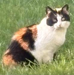 Found/Stray Female Cat last seen Chili Center Coldwater Road and Chestnut Ridge Road, Rochester, NY 14624
