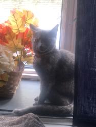 Reunited Female Cat last seen Sheraden, Pittsburgh, PA 15204