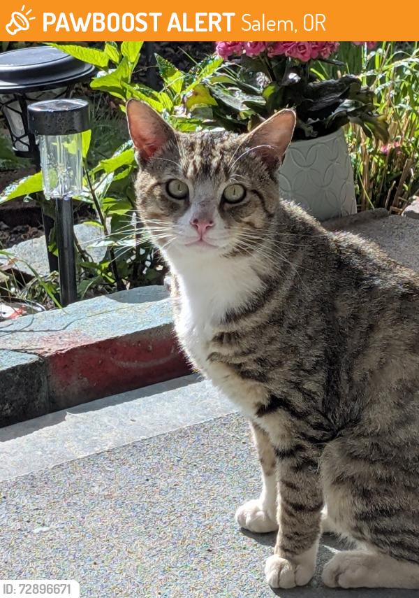 Found/Stray Male Cat last seen Summer Street SE, Salem, OR 97302
