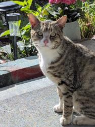 Found/Stray Male Cat last seen Summer Street SE, Salem, OR 97302