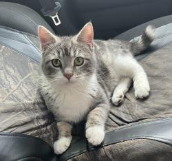 Lost Male Cat last seen SE 86th and SE Lafayette st, Portland, OR 97266