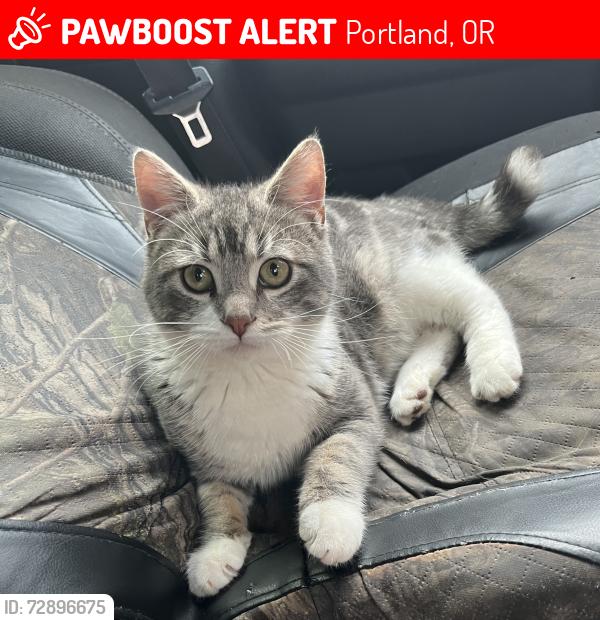 Lost Male Cat last seen SE 86th and SE Lafayette st, Portland, OR 97266