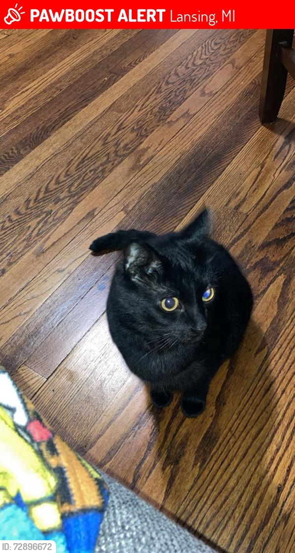 Lost Female Cat last seen Michigan and Shepard St, Lansing, MI 48912