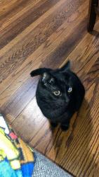 Lost Female Cat last seen Michigan and Shepard St, Lansing, MI 48912