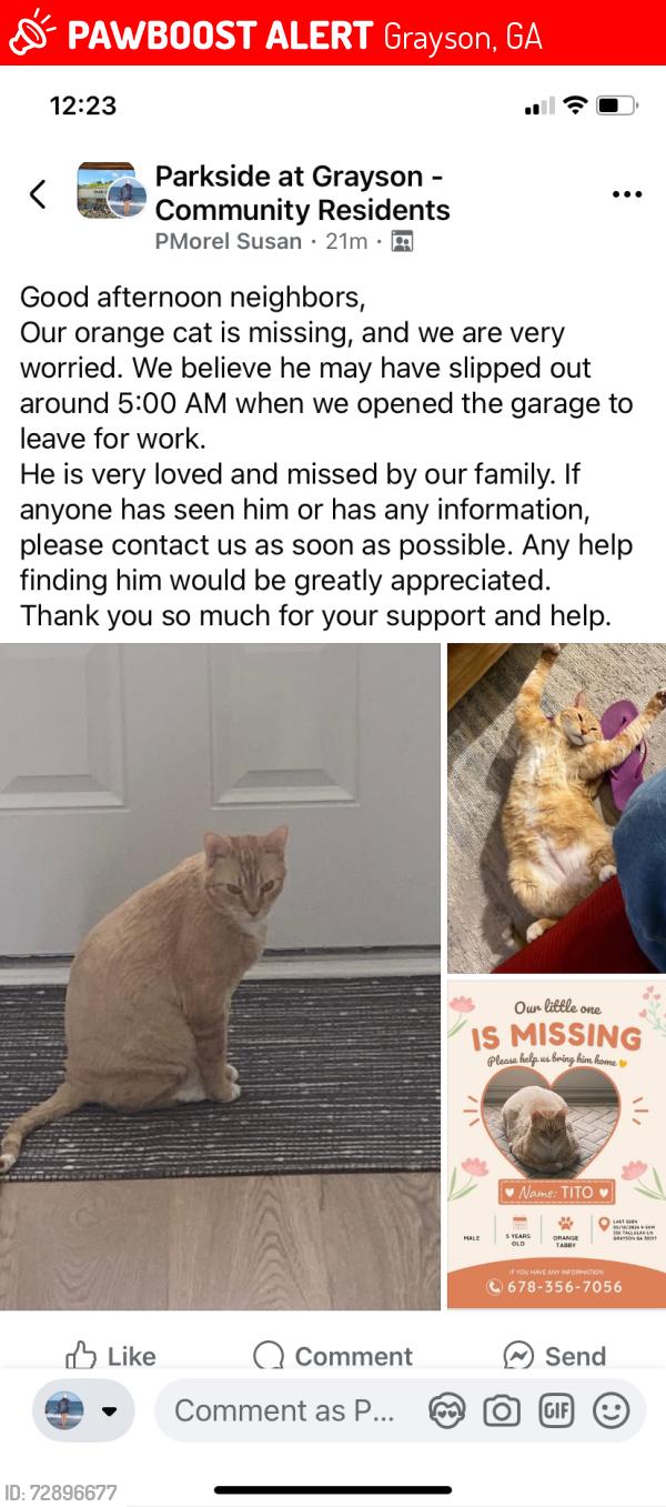 Lost Male Cat last seen High Fall, Grayson, GA 30017