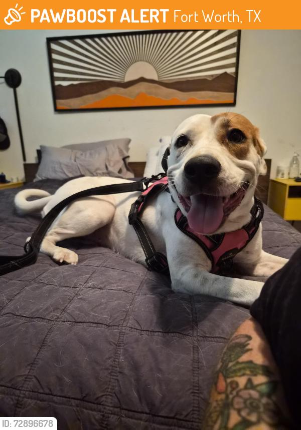 Found/Stray Female Dog last seen Followed her down Vickery from Cobb Park area., Fort Worth, TX 76104