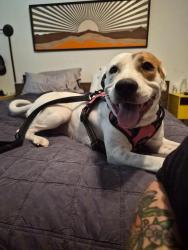 Found/Stray Female Dog last seen Followed her down Vickery from Cobb Park area., Fort Worth, TX 76104