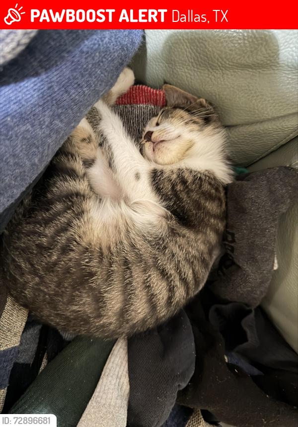 Lost Male Cat last seen Brockbank dr, Dallas, TX 75229