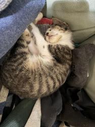 Lost Male Cat last seen Brockbank dr, Dallas, TX 75229