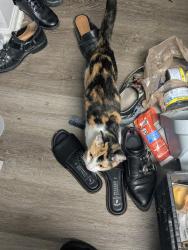 Found/Stray Female Cat last seen Near Hickory Creek Ter, Henrico, VA 23294