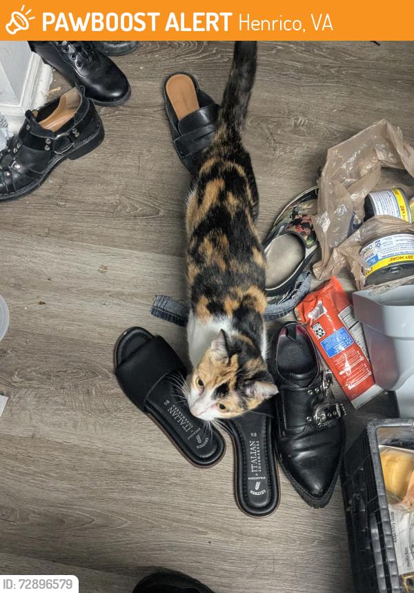 Found/Stray Female Cat last seen Near Hickory Creek Ter, Henrico, VA 23294