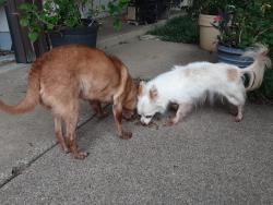 Found/Stray Male Dog last seen Springwillow Rd, Burleson, TX 76028