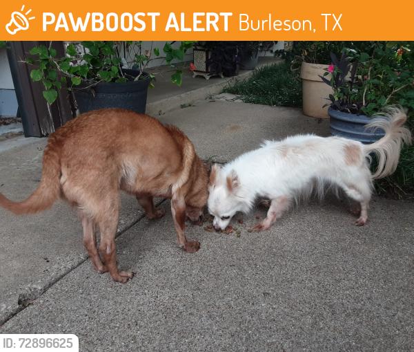 Found/Stray Male Dog last seen Springwillow Rd, Burleson, TX 76028