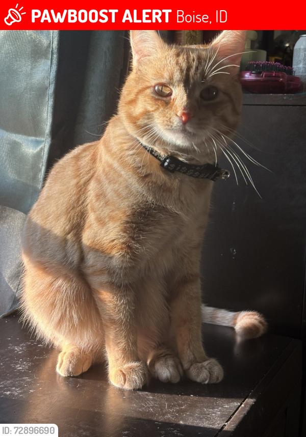 Lost Male Cat last seen Fairview and Five Mile, Boise, ID 83713