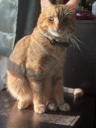 Lost Male Cat last seen Fairview and Five Mile, Boise, ID 83713