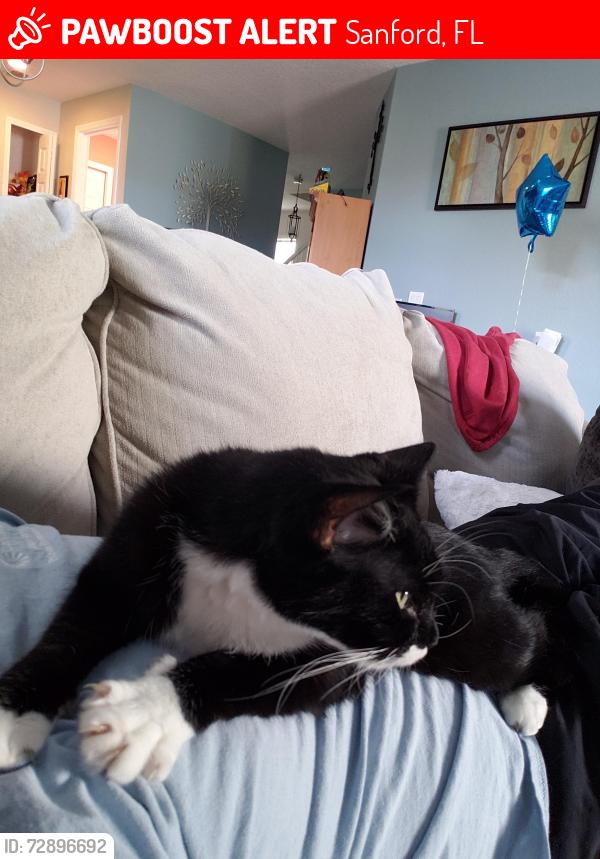 Lost Male Cat last seen Magnolia park Trl, Sanford, FL 32773