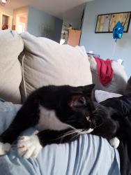 Lost Male Cat last seen Magnolia park Trl, Sanford, FL 32773