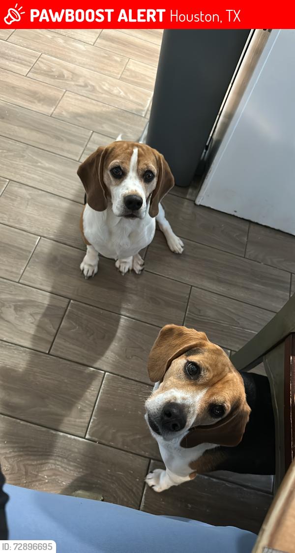 Lost Male Dog last seen Fetlock dr, Houston, TX 77065