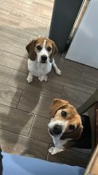 Lost Male Dog last seen Fetlock dr, Houston, TX 77065