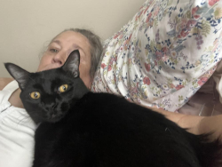Reunited Male Cat last seen Lakes of Northdale, Apartments and Huxford Court where it meets Dawnview and the woods reserve, Tampa, FL 33624