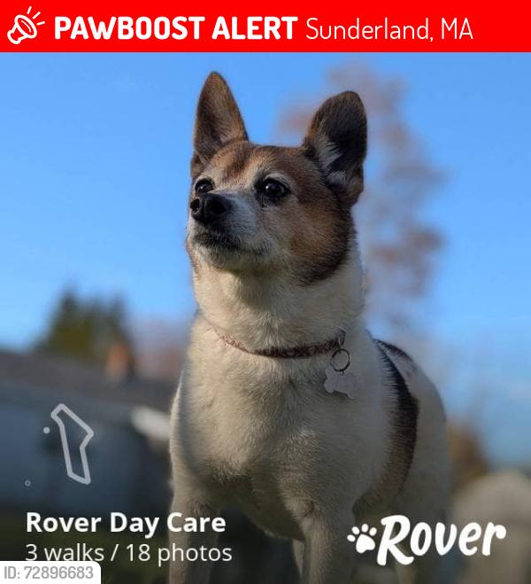 Lost Male Dog last seen Rt 47, North Main, Rt 116, Sunderland, MA 01375