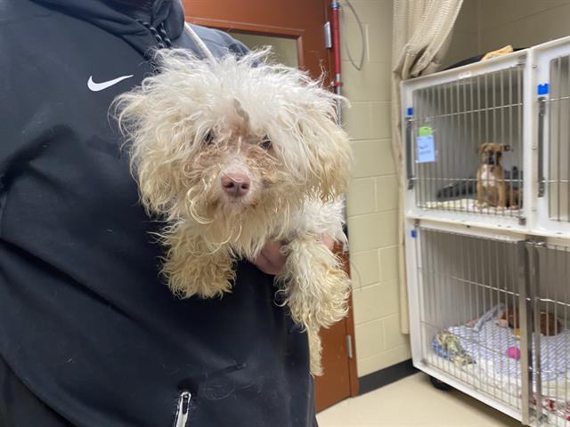 Shelter Stray Female Dog last seen Near BLOCK N 55TH ST, Milwaukee, WI 53215